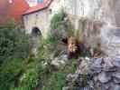 Český Krumlov, zámecký mědvěd